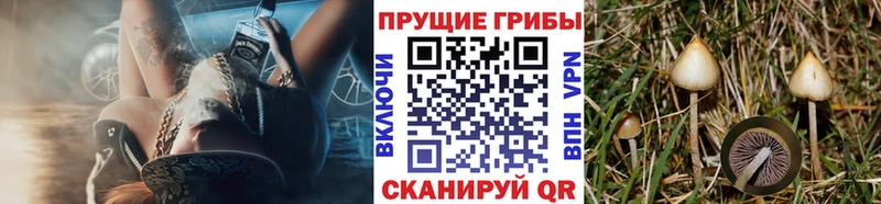 закладка  Мостовской  Галлюциногенные грибы прущие грибы 